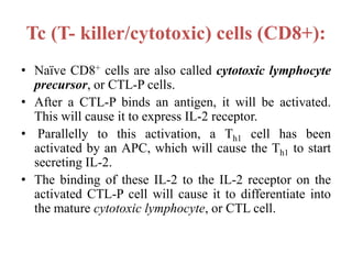 Tc (T- killer/cytotoxic) cells (CD8+):
• Naïve CD8+ cells are also called cytotoxic lymphocyte
precursor, or CTL-P cells.
• After a CTL-P binds an antigen, it will be activated.
This will cause it to express IL-2 receptor.
• Parallelly to this activation, a Th1 cell has been
activated by an APC, which will cause the Th1 to start
secreting IL-2.
• The binding of these IL-2 to the IL-2 receptor on the
activated CTL-P cell will cause it to differentiate into
the mature cytotoxic lymphocyte, or CTL cell.
 