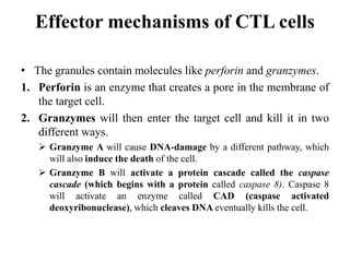 Effector mechanisms of CTL cells
• The granules contain molecules like perforin and granzymes.
1. Perforin is an enzyme that creates a pore in the membrane of
the target cell.
2. Granzymes will then enter the target cell and kill it in two
different ways.
 Granzyme A will cause DNA-damage by a different pathway, which
will also induce the death of the cell.
 Granzyme B will activate a protein cascade called the caspase
cascade (which begins with a protein called caspase 8). Caspase 8
will activate an enzyme called CAD (caspase activated
deoxyribonuclease), which cleaves DNA eventually kills the cell.
 