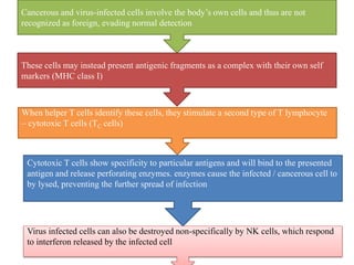 Cancerous and virus-infected cells involve the body’s own cells and thus are not
recognized as foreign, evading normal detection
These cells may instead present antigenic fragments as a complex with their own self
markers (MHC class I)
When helper T cells identify these cells, they stimulate a second type of T lymphocyte
– cytotoxic T cells (TC cells)
Cytotoxic T cells show specificity to particular antigens and will bind to the presented
antigen and release perforating enzymes. enzymes cause the infected / cancerous cell to
by lysed, preventing the further spread of infection
Virus infected cells can also be destroyed non-specifically by NK cells, which respond
to interferon released by the infected cell
 