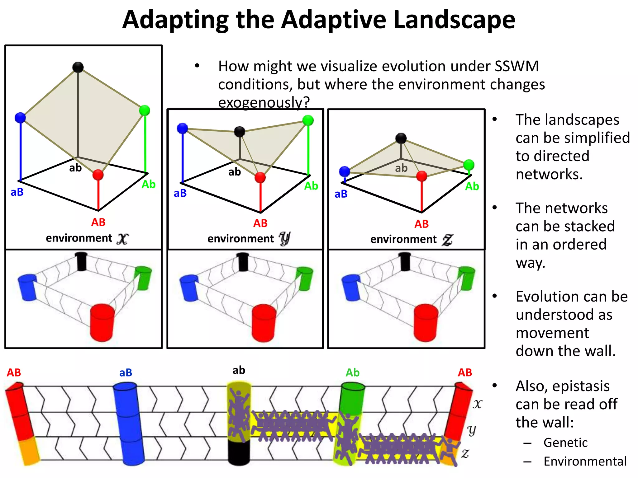 Adaptive Landscape Examples Ben Kerr - Adaptive landscapes in changing environments | PPTX