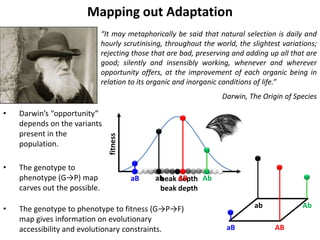 fitness
“It may metaphorically be said that natural selection is daily and
hourly scrutinising, throughout the world, the slightest variations;
rejecting those that are bad, preserving and adding up all that are
good; silently and insensibly working, whenever and wherever
opportunity offers, at the improvement of each organic being in
relation to its organic and inorganic conditions of life.”
Darwin, The Origin of Species
beak depth
aB ab AB Ab
aB
ab
AB
Ab
• Darwin’s “opportunity”
depends on the variants
present in the
population.
• The genotype to
phenotype (G→P) map
carves out the possible.
• The genotype to phenotype to fitness (G→P→F)
map gives information on evolutionary
accessibility and evolutionary constraints.
Mapping out Adaptation
beak depthaB ab AB Ab
 
