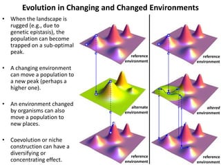Evolution in Changing and Changed Environments
• When the landscape is
rugged (e.g., due to
genetic epistasis), the
population can become
trapped on a sub-optimal
peak.
• A changing environment
can move a population to
a new peak (perhaps a
higher one).
• An environment changed
by organisms can also
move a population to
new places.
• Coevolution or niche
construction can have a
diversifying or
concentrating effect.
reference
environment
alternate
environment
reference
environment
reference
environment
altered
environment
reference
environment
 