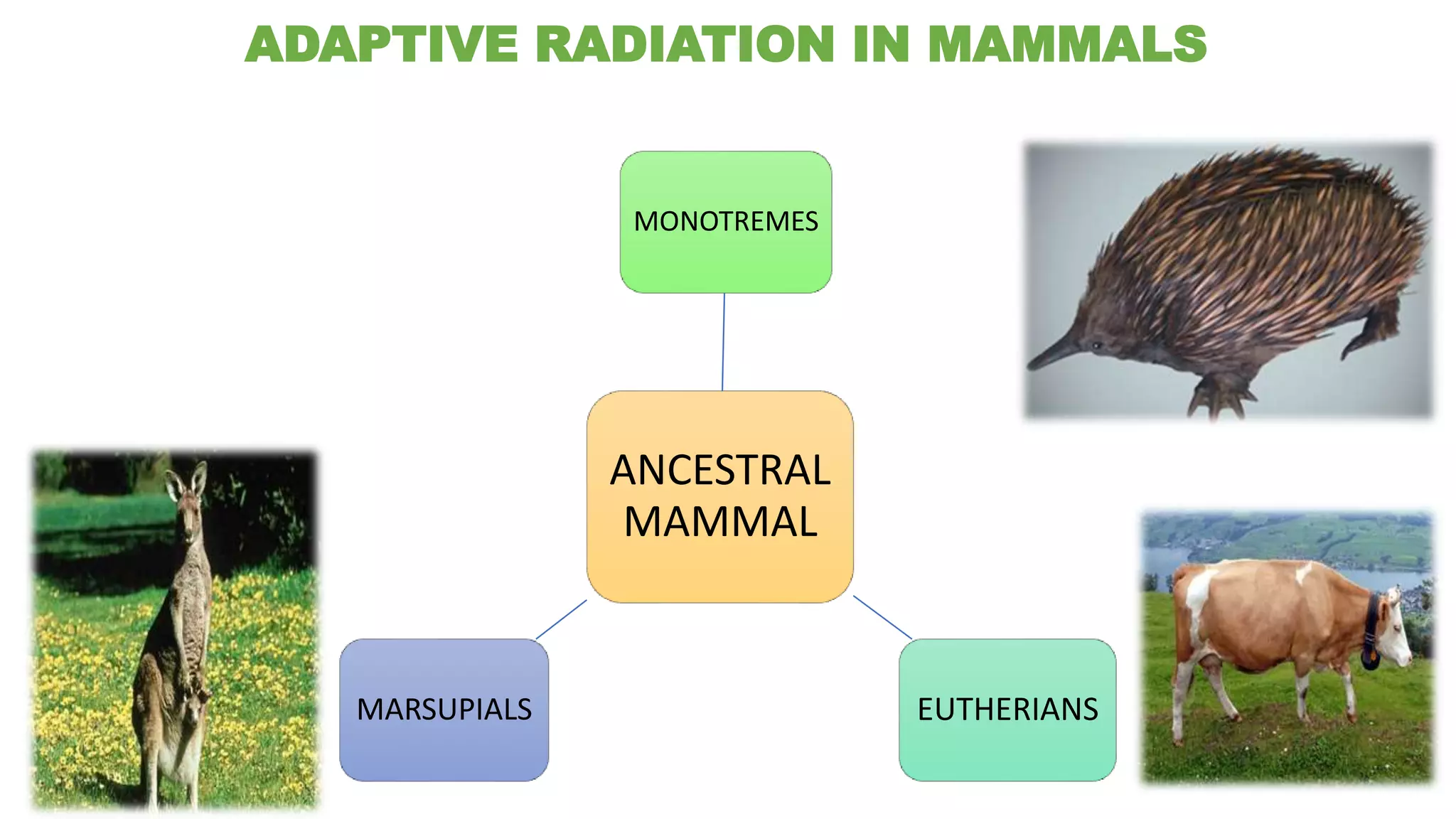 ADAPTIVE RADIATION IN MAMMALS
ANCESTRAL
MAMMAL
MONOTREMES
EUTHERIANSMARSUPIALS
 