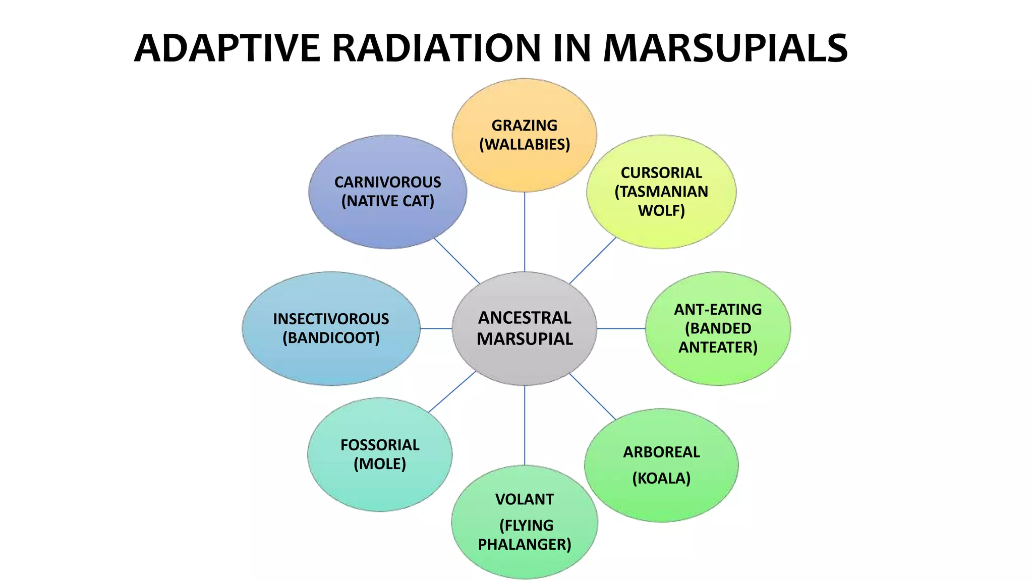 ADAPTIVE RADIATION IN MARSUPIALS
ANCESTRAL
MARSUPIAL
GRAZING
(WALLABIES)
CURSORIAL
(TASMANIAN
WOLF)
ANT-EATING
(BANDED
ANTEATER)
ARBOREAL
(KOALA)
VOLANT
(FLYING
PHALANGER)
FOSSORIAL
(MOLE)
INSECTIVOROUS
(BANDICOOT)
CARNIVOROUS
(NATIVE CAT)
 