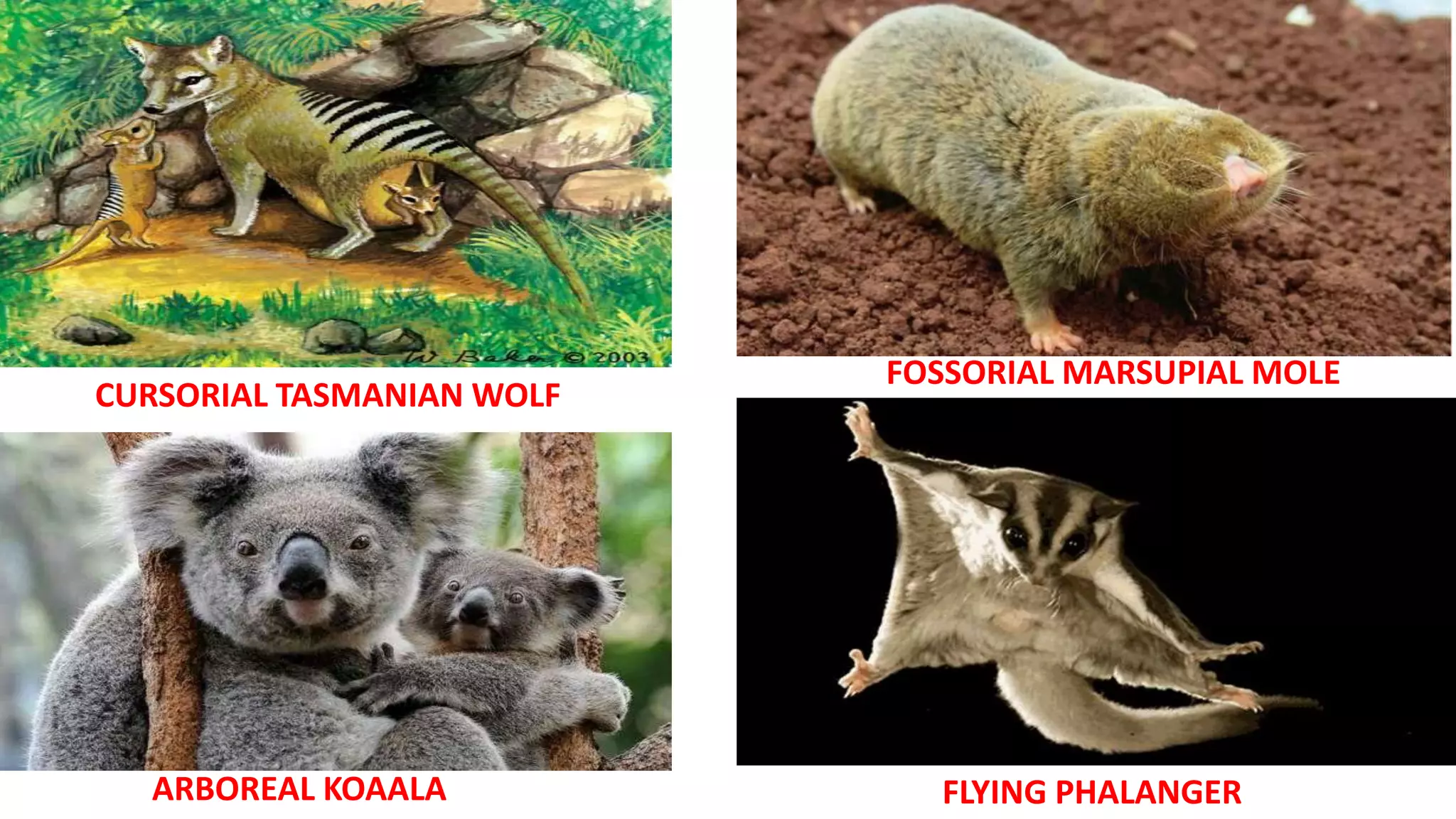 ARBOREAL KOAALA
CURSORIAL TASMANIAN WOLF
FLYING PHALANGER
FOSSORIAL MARSUPIAL MOLE
 