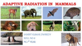 ADAPTIVE RADIATION IN MAMMALS
SAMBIT KUMAR DWIBEDY
ROLL NO-8
PG 1ST YEAR
 