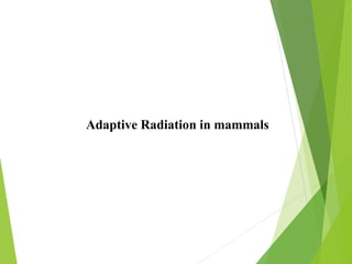 Adaptive Radiation in mammals
 