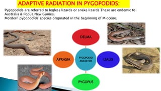 ADAPTIVE RADIATION IN PYGOPODIDS:
Pygopodids are referred to legless lizards or snake lizards These are endemic to
Australia & Popua New Guniea.
Mordern pygopodids species originated in the beginning of Miocene.
PYGOPODID
ANCESTOR
DELMA
LIALIS
PYGOPUS
APRASIA
 