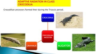 ADAPTIVE RADIATION IN CLASS
CROCODILIA
Crocodilian ancestors formed their during the Triassic period.
CROCODILIAN
ANCESTOR
CROCODILE
ALIGATORGRAVIALIS
 