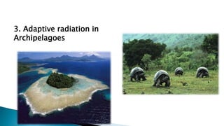 3. Adaptive radiation in
Archipelagoes
 
