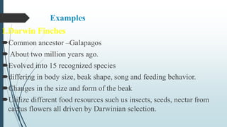 Examples
1.Darwin Finches
Common ancestor –Galapagos
 About two million years ago.
Evolved into 15 recognized species
differing in body size, beak shape, song and feeding behavior.
Changes in the size and form of the beak
Utilize different food resources such us insects, seeds, nectar from
cactus flowers all driven by Darwinian selection.
 