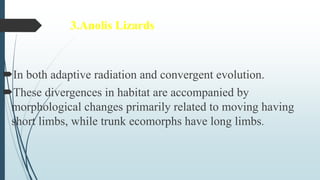 3.Anolis Lizards
In both adaptive radiation and convergent evolution.
These divergences in habitat are accompanied by
morphological changes primarily related to moving having
short limbs, while trunk ecomorphs have long limbs.
 