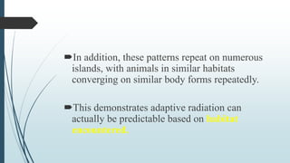 In addition, these patterns repeat on numerous
islands, with animals in similar habitats
converging on similar body forms repeatedly.
This demonstrates adaptive radiation can
actually be predictable based on habitat
encountered.
 
