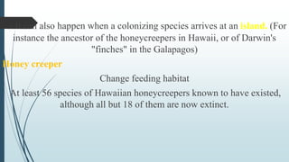 2. It can also happen when a colonizing species arrives at an island. (For
instance the ancestor of the honeycreepers in Hawaii, or of Darwin's
"finches" in the Galapagos)
Honey creeper
Change feeding habitat
At least 56 species of Hawaiian honeycreepers known to have existed,
although all but 18 of them are now extinct.
 