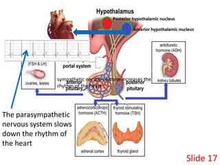Slide 17
sympathetic nervous system increases the
rhythm of the heart
The parasympathetic
nervous system slows
down the rh...