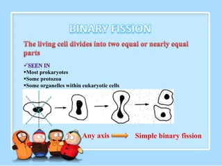 Most prokaryotes
Some protozoa
Some organelles within eukaryotic cells
Any axis Simple binary fission
 
