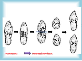 Transverse axis Transverse binaryfission
 