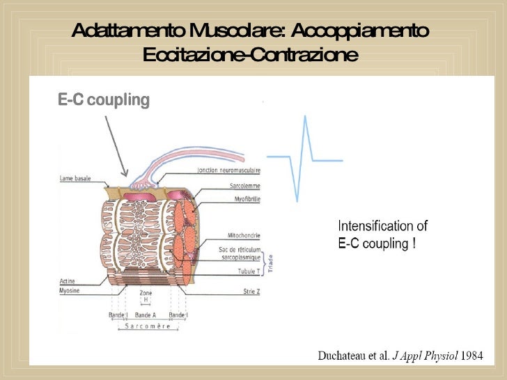 Accoppiamento Eccitazione Contrazione Muscolo Scheletrico