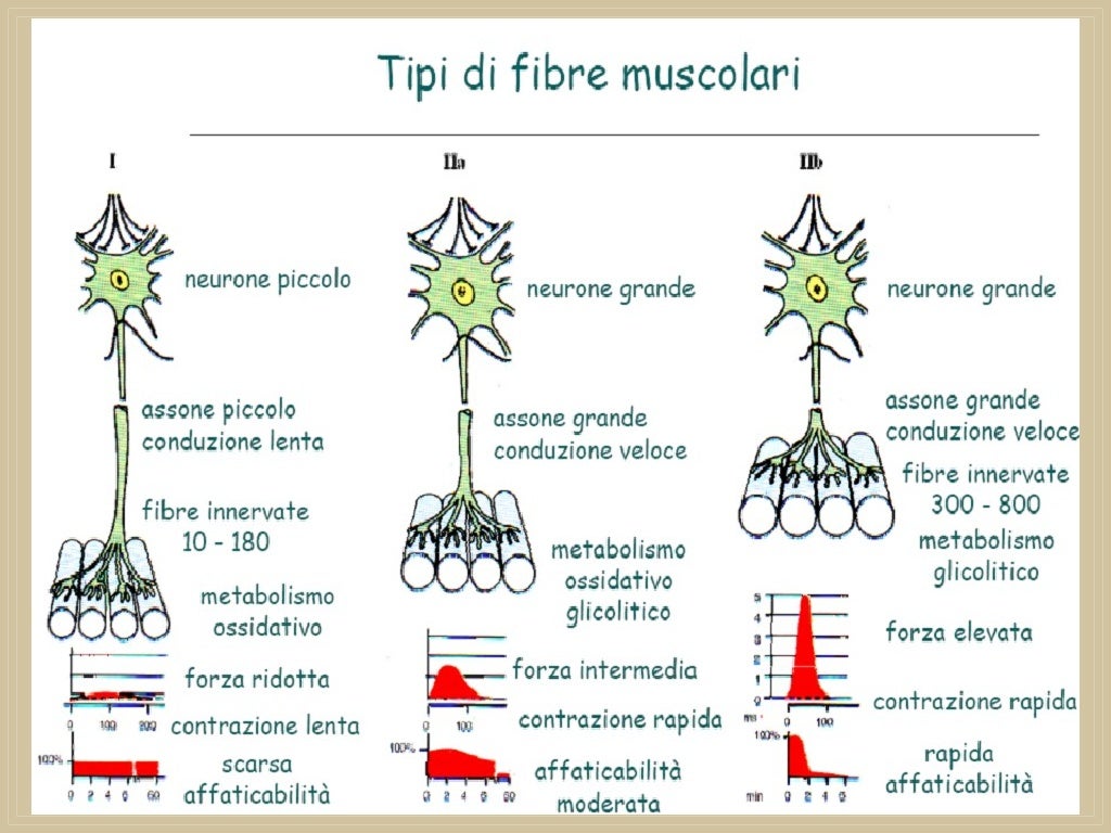 Accoppiamento Eccitazione Contrazione Muscolo Scheletrico