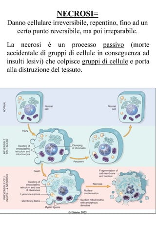 NECROSI=
Danno cellulare irreversibile, repentino, fino ad un
certo punto reversibile, ma poi irreparabile.
La necrosi è un processo passivo (morte
accidentale di gruppi di cellule in conseguenza ad
insulti lesivi) che colpisce gruppi di cellule e porta
alla distruzione del tessuto.
 