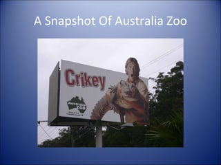 A Snapshot Of Australia Zoo 