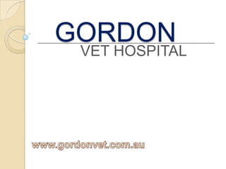 GORDON
VET HOSPITAL
 