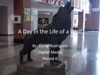 A Day in the Life of a Wolf

      By: Deisy Rodriguez
         Digital Media
           Period 6
 