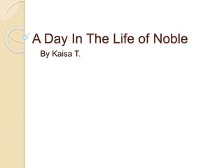 A Day In The Life of Noble 
By Kaisa T. 
 