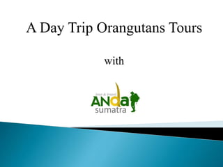 A Day Trip Orangutans Tours
with
 