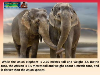 While the Asian elephant is 2.75 metres tall and weighs 3.5 metric
tons, the African is 3.5 metres tall and weighs about 5 metric tons, and
is darker than the Asian species.
 
