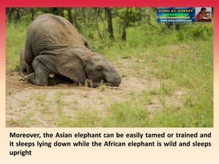 Moreover, the Asian elephant can be easily tamed or trained and
it sleeps lying down while the African elephant is wild and sleeps
upright
 
