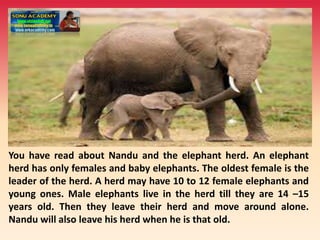 You have read about Nandu and the elephant herd. An elephant
herd has only females and baby elephants. The oldest female is the
leader of the herd. A herd may have 10 to 12 female elephants and
young ones. Male elephants live in the herd till they are 14 –15
years old. Then they leave their herd and move around alone.
Nandu will also leave his herd when he is that old.
 