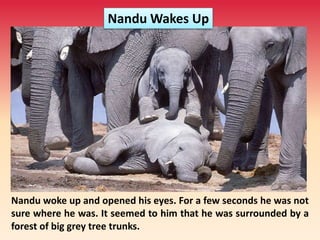 Nandu woke up and opened his eyes. For a few seconds he was not
sure where he was. It seemed to him that he was surrounded by a
forest of big grey tree trunks.
Nandu Wakes Up
 