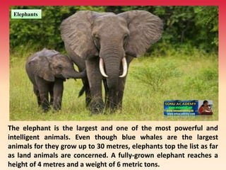 The elephant is the largest and one of the most powerful and
intelligent animals. Even though blue whales are the largest
animals for they grow up to 30 metres, elephants top the list as far
as land animals are concerned. A fully-grown elephant reaches a
height of 4 metres and a weight of 6 metric tons.
Elephants
 