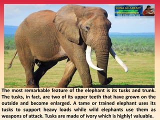 The most remarkable feature of the elephant is its tusks and trunk.
The tusks, in fact, are two of its upper teeth that have grown on the
outside and become enlarged. A tame or trained elephant uses its
tusks to support heavy loads while wild elephants use them as
weapons of attack. Tusks are made of ivory which is highly! valuable.
 