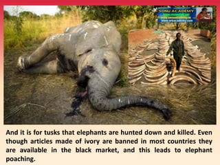 And it is for tusks that elephants are hunted down and killed. Even
though articles made of ivory are banned in most countries they
are available in the black market, and this leads to elephant
poaching.
 