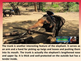 The trunk is another interesting feature of the elephant. It serves as
an arm and a hand for picking up twigs and leaves and pushing them
into its mouth. The trunk is actually the elephant’s lengthened nose
and upper lip. It is thick and well-protected on the outside but has a
tender inside.
 