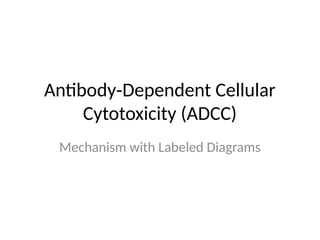 ADCC_labeled_diagrams_presentation . Ir explains how the antibody ...