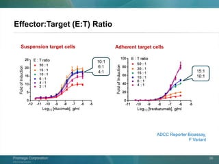 ©2013 Promega Corporation.
Promega CorporationPromega Corporation 36
Effector:Target (E:T) Ratio
Suspension target cells Adherent target cells
10:1
6:1
4:1 15:1
10:1
ADCC Reporter Bioassay,
F Variant
 
