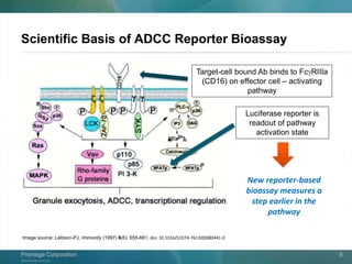 ©2013 Promega Corporation.
Promega CorporationPromega Corporation 8
Image source: Leibson-PJ, Immunity (1997) 6(6): 655-661; doi: 10.1016/S1074-7613(00)80441-0
Luciferase reporter is
readout of pathway
activation state
Target-cell bound Ab binds to FcgRIIIa
(CD16) on effector cell – activating
pathway
Scientific Basis of ADCC Reporter Bioassay
New reporter-based
bioassay measures a
step earlier in the
pathway
 