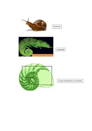 Caramujo
Camaleão
Cauda contraída de um camaleão
 