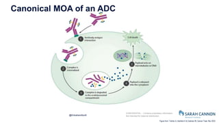 ADC’s - What Everyone with MBC Should Know about Antibody Drug ...