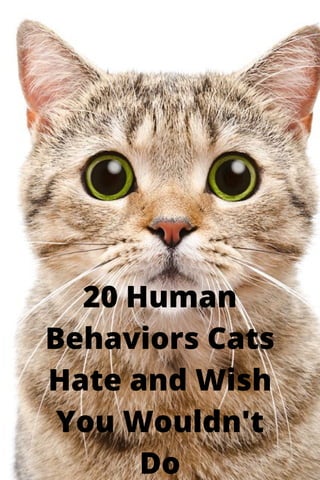 20 Human
Behaviors Cats
Hate and Wish
You Wouldn't
Do
 
