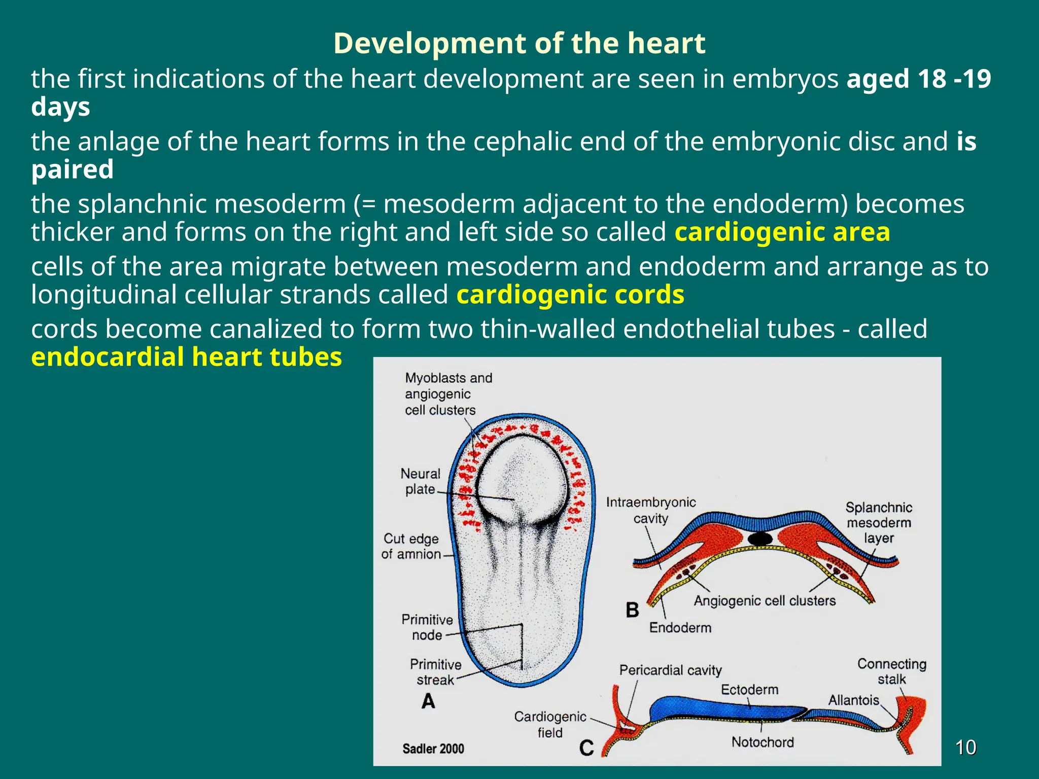 Development of the heart
the first indications of the heart development are seen in embryos aged 18 -19
days
the anlage of the heart forms in the cephalic end of the embryonic disc and is
paired
the splanchnic mesoderm (= mesoderm adjacent to the endoderm) becomes
thicker and forms on the right and left side so called cardiogenic area
cells of the area migrate between mesoderm and endoderm and arrange as to
longitudinal cellular strands called cardiogenic cords
cords become canalized to form two thin-walled endothelial tubes - called
endocardial heart tubes
10
10
 