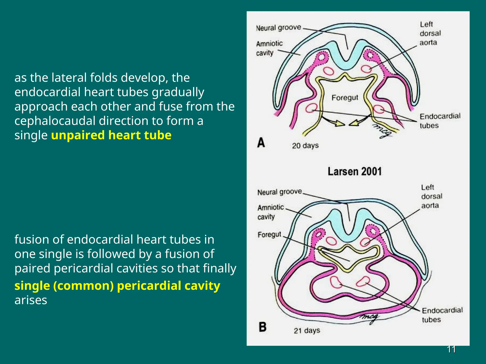 as the lateral folds develop, the
endocardial heart tubes gradually
approach each other and fuse from the
cephalocaudal direction to form a
single unpaired heart tube
fusion of endocardial heart tubes in
one single is followed by a fusion of
paired pericardial cavities so that finally
single (common) pericardial cavity
arises
11
11
 