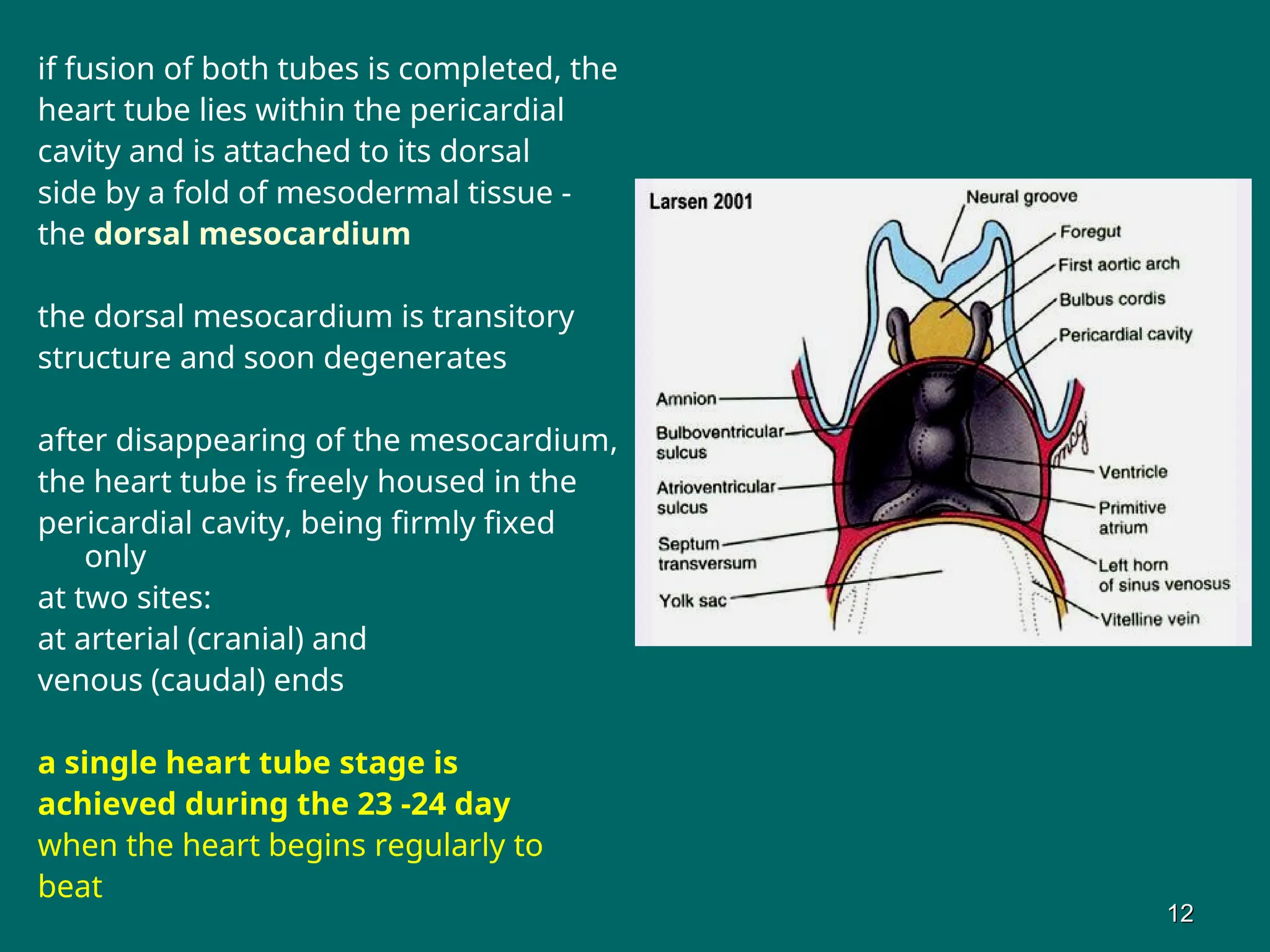 if fusion of both tubes is completed, the
heart tube lies within the pericardial
cavity and is attached to its dorsal
side by a fold of mesodermal tissue -
the dorsal mesocardium
the dorsal mesocardium is transitory
structure and soon degenerates
after disappearing of the mesocardium,
the heart tube is freely housed in the
pericardial cavity, being firmly fixed
only
at two sites:
at arterial (cranial) and
venous (caudal) ends
a single heart tube stage is
achieved during the 23 -24 day
when the heart begins regularly to
beat
12
12
 