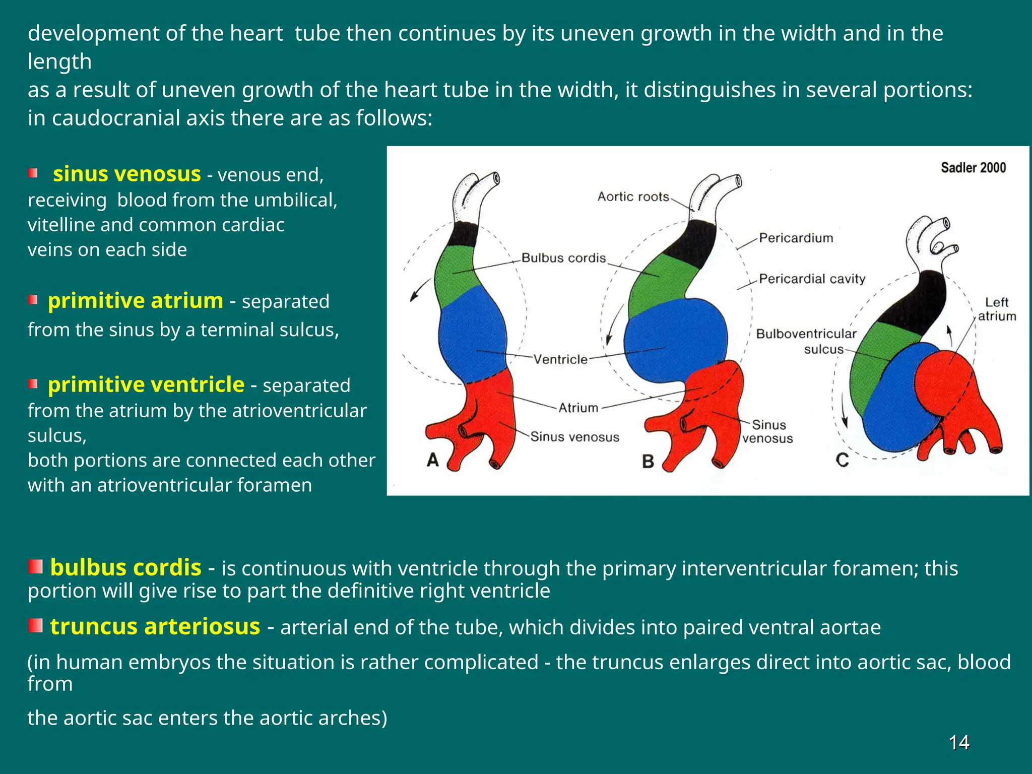 development of the heart tube then continues by its uneven growth in the width and in the
length
as a result of uneven growth of the heart tube in the width, it distinguishes in several portions:
in caudocranial axis there are as follows:
sinus venosus - venous end,
receiving blood from the umbilical,
vitelline and common cardiac
veins on each side
primitive atrium - separated
from the sinus by a terminal sulcus,
primitive ventricle - separated
from the atrium by the atrioventricular
sulcus,
both portions are connected each other
with an atrioventricular foramen
bulbus cordis - is continuous with ventricle through the primary interventricular foramen; this
portion will give rise to part the definitive right ventricle
truncus arteriosus - arterial end of the tube, which divides into paired ventral aortae
(in human embryos the situation is rather complicated - the truncus enlarges direct into aortic sac, blood
from
the aortic sac enters the aortic arches)
14
14
 