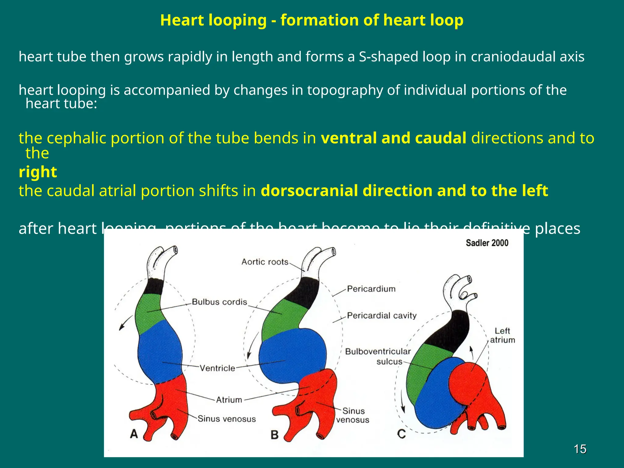 Heart looping - formation of heart loop
heart tube then grows rapidly in length and forms a S-shaped loop in craniodaudal axis
heart looping is accompanied by changes in topography of individual portions of the
heart tube:
the cephalic portion of the tube bends in ventral and caudal directions and to
the
right
the caudal atrial portion shifts in dorsocranial direction and to the left
after heart looping, portions of the heart become to lie their definitive places
15
15
 