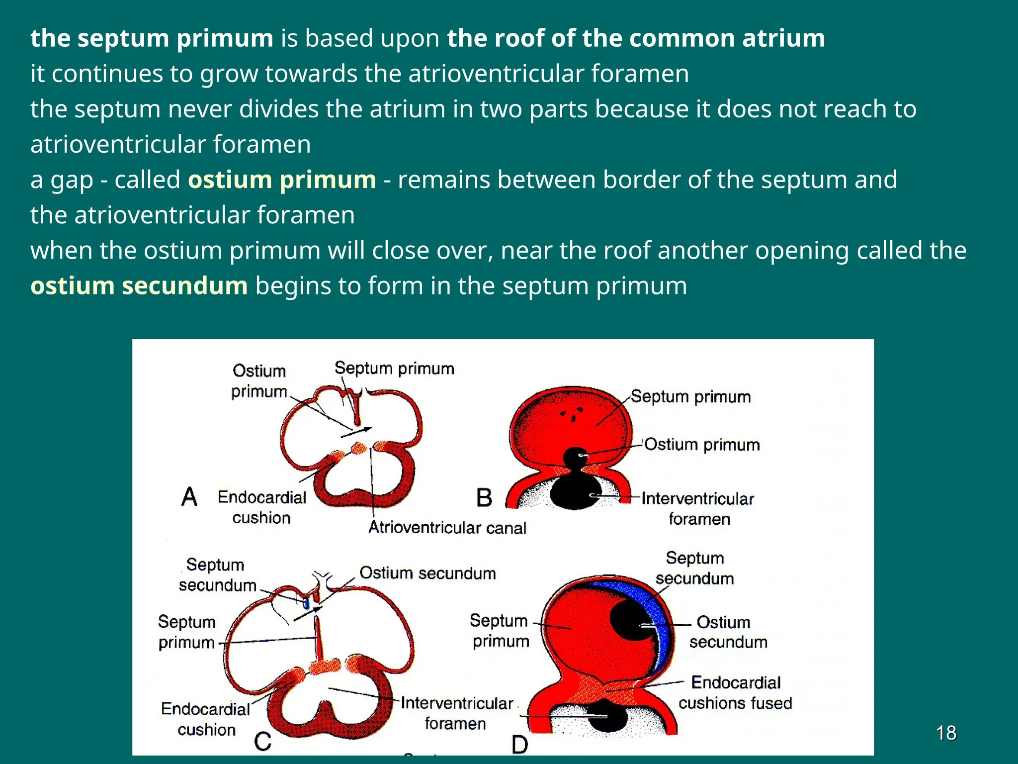 the septum primum is based upon the roof of the common atrium
it continues to grow towards the atrioventricular foramen
the septum never divides the atrium in two parts because it does not reach to
atrioventricular foramen
a gap - called ostium primum - remains between border of the septum and
the atrioventricular foramen
when the ostium primum will close over, near the roof another opening called the
ostium secundum begins to form in the septum primum
18
18
 