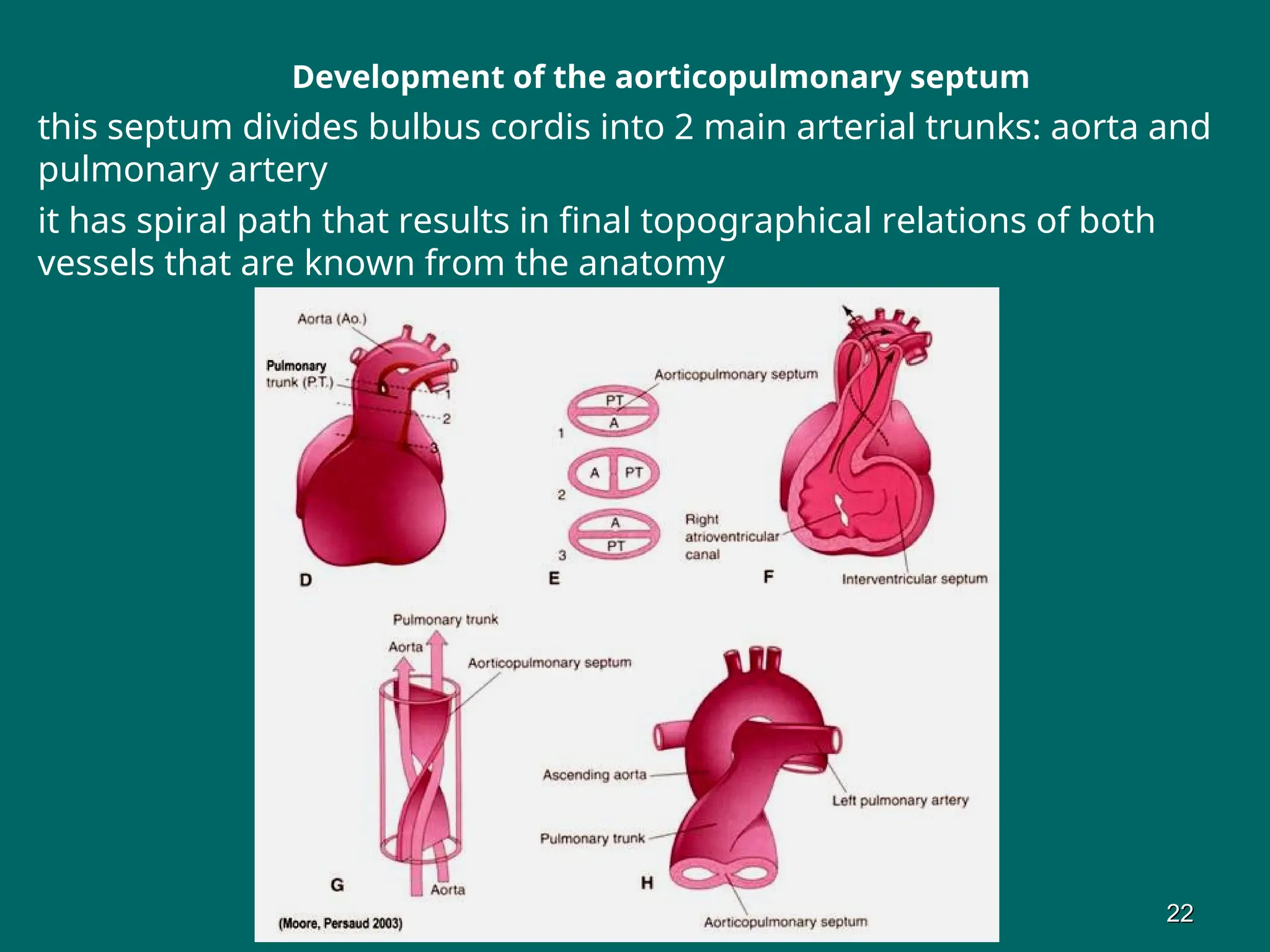 Development of the aorticopulmonary septum
this septum divides bulbus cordis into 2 main arterial trunks: aorta and
pulmonary artery
it has spiral path that results in final topographical relations of both
vessels that are known from the anatomy
22
22
 